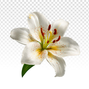  Tuberose