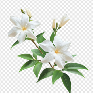 Jasmine