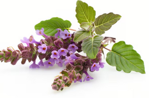 Patchouli