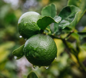 Bergamot